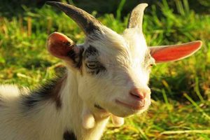 Hotel Populer Dekat Pantai Pasir Putih Carita dan Cafe Seafood Punya Rasa Lezat